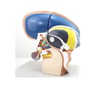 Human Brain Model Thalamus Intuitive Brain Divine Medical Anatomy School Teaching Training Aids