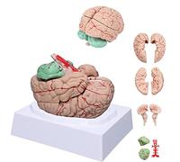 Human Brain Model with 8-Detachable Part Brain Anatomy Model Brain Model for Psychology Life Size for Science Classroom