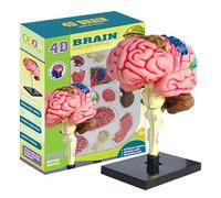 Human Brain Model With Base - Color Coded Anatomy Display, Pvc Medical Science Teaching Tool, Educational Neuroscience Study Student