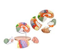 Human Brain Model with Labels for Neuroscience Teaching 2 Times Vessels Life Size Human Regional Brain Model Cerebral Co