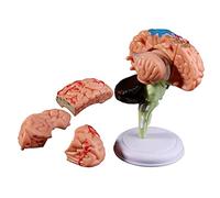 Human Brain Organ Anatomical Model, Human Brain Anatomical Model 31 Parts with Color Cerebral Cortex Anatomical Model B