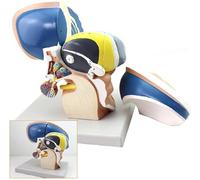 Human Brain Thalamic Anatomy Model, 3X Magnification Brain Nervous System Anatomical Model, 4 Removable Parts, for Neuroscience Learning Display, Science Classroom Research