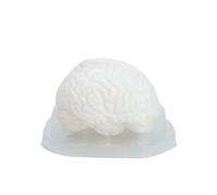 Human Brains Anatomical Model Structure Models for Clinical Demonstration Learning Anatomical Model