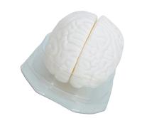 Human Brains Model for Medicals Training Study Anatomical Models with Display Base Teaching Tool Tool Structure Models for Anatomy Education Practice