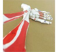 Human Calf Bone with Foot Bone Model Human Leg Skeleton Life Size Lower Limb Model Simulation Human Foot Lower Limb Mode