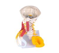 Human Cervical Muscle Structure Anatomy Model Anatomical Neck Muscle Model for Classroom Demonstration Clinical Setting Interactive Anatomy
