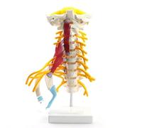 Human Cervical Spine Model, Arterial Occipital Intervertebral Disc, Skeletal Anatomy Model With Muscular Nerves, Detachable Medical Teaching Display Teaching Aids.