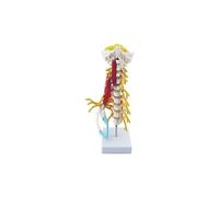 Human Cervical Spine Model,Cervical Spine Muscle and Nerve Anatomy Spine Bone Model for Research Display Teaching Training