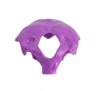 Human Cervical Spine Model - Detailed Anatomical Intervertebral Disc and Neuro-Orthopedic Teaching Tool for Medical Education(Purple)
