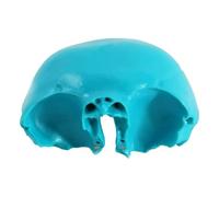 Human Cervical Spine Model - Detailed Anatomical Intervertebral Disc and Neuro-Orthopedic Teaching Tool for Medical Education(Green)