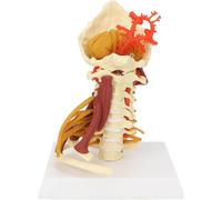 Human Cervical Spine Model, Posterior Occipital Bone Arterial Intervertebral Disc, Skeletal Anatomy Model With Muscular Nerves, For Doctor Patient Communication And Teaching.