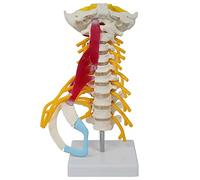 Human Cervical Spine Model with Brain Stem, Carotid Artery Anatomy, Durable PVC for Teaching, Display, and Collectibles, Clear Texture for Enhanced Learning