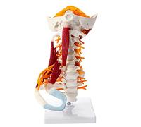 Human Cervical Spine Model with Muscle Nerve Brain Stem Occipital Spine Medical Teaching Bone Model Detachable Human Bon