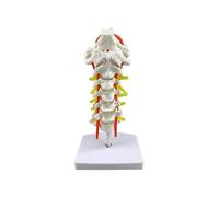 Human Cervical Spine Model with Nerves & Carotid Artery, 7 Vertebrae PVC Anatomy Teaching Model