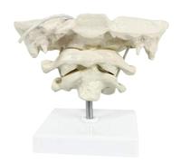 Human Cervical Spine & Occipital Bone Model, PVC Anatomical Model for Medical Teaching & Training