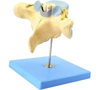 Human Cervical Vertebrae Anatomical Model with Spinal Cord & Nerves | Anatomical Cervical Vertebrae Model with Spinal Cord & Nerves for Educational Use in Medical Training and Anatomy Lessons