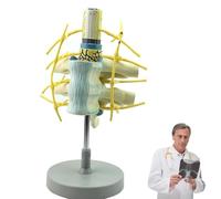 Human Cervical Vertebrae Model, Spinal Nerve Sympathetic Trunk Model, Human Body Proportion Spine Anatomy Models, Teaching Models Tools, for Medical Learn Aid Skeletal Anatomy Researc