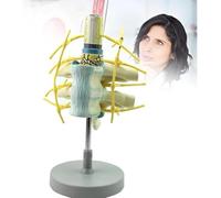 Human Cervical Vertebrae Model, Vertebrae Attached Spinal Cord and Spinal Nerve Magnified Model, for Classroom Learning Medical Model