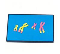 Human Chromosome Model, Chromosome Changes In Meiosis Models Component Biology Teaching Instrument, Cell Mitosis Sets, For Science Education Classroom Demonstration
