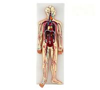 Human Circulatory System Model Scientific Human Anatomy 84Cm Humans Circulatory System Teaching Model with Removable Heart Medical Teaching Aid for the Study of Anatomy A