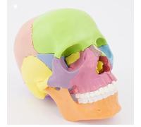 Human Colored Head Skull Anatomical Model, Detachable Anatomical Life Size Skull Head with Newest Laser-Etched Fonts for Medical Student Human Anatomy Study Course Demonstration