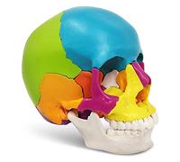 Human Colored Skull Model 1:1 Life Size 22-Part 4D Human Skull Model Medical Head Skeleton Anatomy Model Easy (19.5 X 17 X 21.