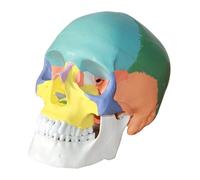 Human Colored Skull Model 3-Part Anatomical Skull Model Life Size, Anatomy Didactic Exploded Head Skull Model Colorful For Medical Students Human Body Research
