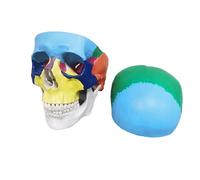 Human Colored Skull Model, Life Size 3-Part Anatomical Model with Colorful Human Skull Chart for Medical Student Human Anatomy Study Course