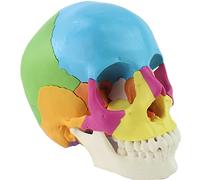 Human Colored Skull Model Life Size Anatomical Model With Chart For Science Class Art Reference & Human Anatomy Learning,Multi-Colored