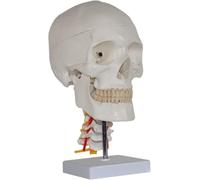 Human Cranial Anatomy Model, Human Cranial Anatomy Model with Cervical Vertebra Model, Life-Size Replica with Removable Cranial Cover and Base