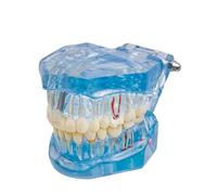 Human Dental Model-Resin Material Realistic Simulation Tooth Cross-Section Model Suitable For Science Classroom Learning And Teaching Demonstrations