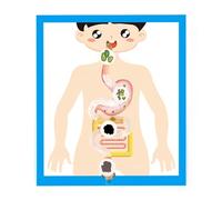 Human Digestive Organ Model Classroom Learning Tool Digestive Organ Anatomy Poster Model for Children Student Aged 6＋ Anatomy Teaching Tool