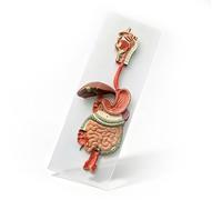 Human Digestive System Anatomical Model,Half Life-Size Digestive System Displays Opened Organs with Removable Brain Lung Stomach Heart for Medical Student Lab & Classroom Use