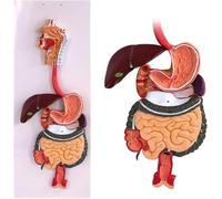 Human Digestive System Anatomy Model Half Life-Size Digestive System Displays Opened Organs with GI-Tract and Colon for Human Anatomy and Physiology Education