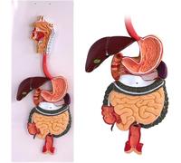 Human Digestive System Anatomy Model Half Life-Size Digestive System Displays Opened Organs with GI-Tract and Colon,for Human Anatomy and Physiology Education