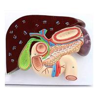 Human Digestive System Anatomy Model - Life-Size Stomach, Liver, Gallbladder, Pancreas, Spleen, Duodenum for Educational Use, Detailed Structure Study