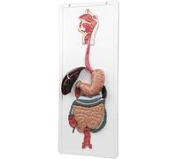 Human Digestive System Anatomy Model, Life Size with Removable Parts for Medical Study, Teaching Aid including Stomach, Pharynx, Larynx, Large & Small Intestine