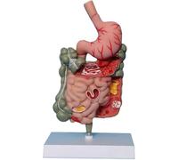 Human Digestive System Anatomy Model, Removable Gastrointestinal Tract Pathological Model, with Stomach Large Intestine Rectum Duodenum Colon, for Medical Students Education Study Teaching
