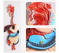Human Digestive System Model, 3D Anatomical Anatomy Model of Digestive System for Educational Use