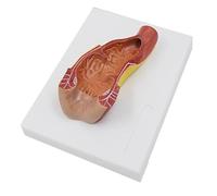 Human Digestive System Model, Anatomical Gastrointestinal Model with Realistic Texture, Detachable Structure for Teaching and Demonstration, Durable Educational Tool