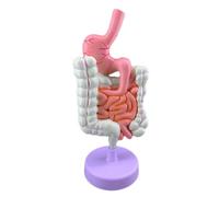 Human Digestive System Model Anatomy Life Size, 32CM Hand Painted Circulatory and Digestive Tract Model Teaching Tool Human Model