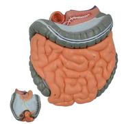 Human Digestive System Model, Gastrointestinal Anatomy Representation, Removable Structures, Durable PVC Material for Demonstration and Teaching