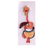 Human Digestive System Model - Nose Pharynx and Larynx Large Intestine Small Intestine Stomach Anatomy Model, Removable with digital logo for Teaching Model