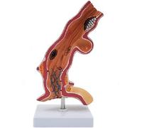 Human Digestive System Organ Model, Oesophagus Pathological Anatomical Model, for Medical Anatomy Display Teaching