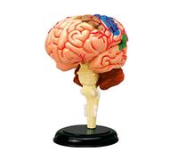 Human Display Medical Model for Neuroscience Teaching Anatomical for Science Research Learning for Teaching Disassembled Toy