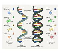 Human DNA and RNA Canvas Printing Science Biology Posters Wall Art Genetic Code Chemistry Decoration Canvas Painting Frameless(30X45cm Unframed)