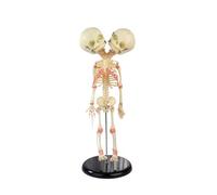 Human Double Head Skeleton Anatomy Model - PVC Anatomical Skull Model for Teaching, Display & Lab Decoration