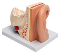 Human Ear Anatomical Model,Simulation And Enlarged Outer, Middle And Inner Ear Model, For Medical Anatomy And Physiology Study Teaching With Base
