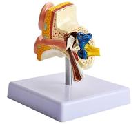 Human Ear Anatomy Model, 1:1 Natural Size Desktop Ear Model, Professional Desktop Inner Ear Structure Simulation Model for Education for Education Physiology Study Teaching