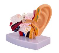 Human Ear Anatomy Model, 1.5 Times PVC Outer Middle Inner Ear Model with Base, Medical Demonstration Teaching Model, 4.3 x 2.8 x 4.5 in, 11 x 7 x 11.5 cm